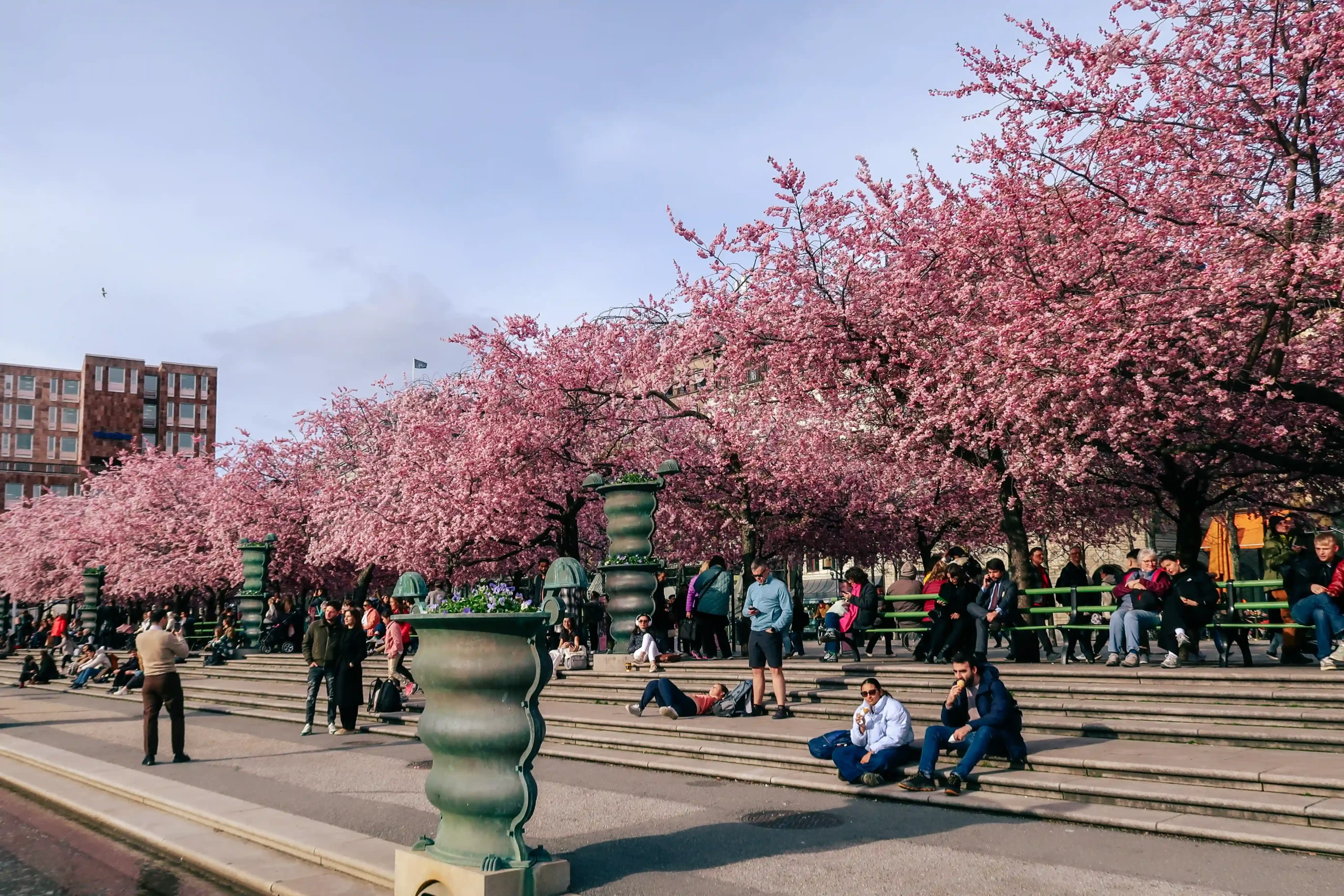 Cherry blossoms in Kungsträdgården, Stockholm