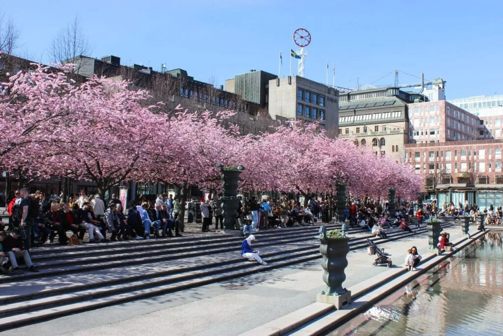 Rows of cherry trees in full pink bloom above the steps at Kungstradgarden in Stockholm, with people sitting below