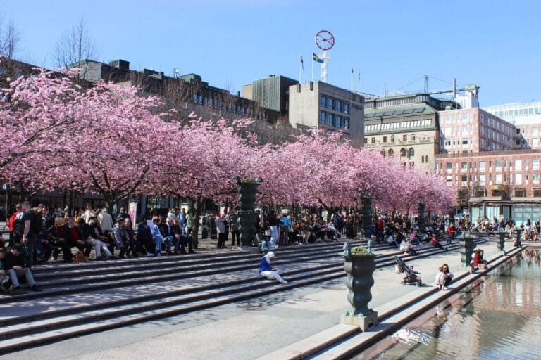 Stockholm’s cherry blossom trees – a touch of Japan in Sweden